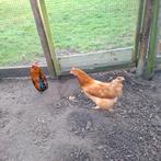 Legkip, Dieren en Toebehoren, Pluimvee, Vrouwelijk, Kip