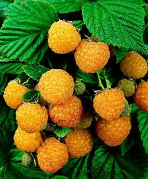 Framboos geel en Rubus Black Satin, Tuin en Terras, Planten | Fruitbomen, Overige soorten, Minder dan 100 cm, Volle zon, Ophalen
