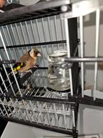 Chardonneret pure parva! chant tout la journée apprivoiser !, Animaux & Accessoires, Oiseaux | Canaris