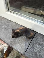 Cavia beertje, Dieren en Toebehoren, Knaagdieren, Cavia