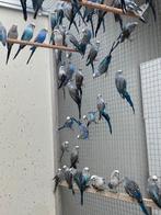 Blackwing jongen en splitten 2025, Dieren en Toebehoren, Meerdere dieren, Parkiet, Geringd