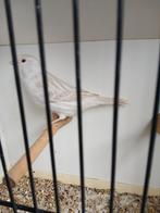 Satinet wit koppels  2025, Dieren en Toebehoren