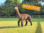 alpaca hengst ter dekking aangeboden, Dieren en Toebehoren, Mannelijk