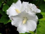 althea planten, Ophalen, Zomer, Vaste plant, Halfschaduw