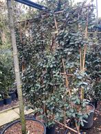Elaeagnus ebbingei. Leiscreens met bamboescherm, Tuin en Terras, Ophalen