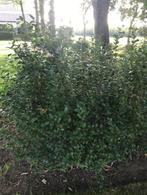 liguster groen 1.50 meter, Jardin & Terrasse, Plantes | Arbustes & Haies, 100 à 250 cm, Enlèvement, Troène, Haie