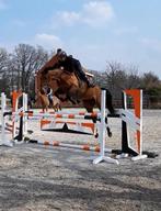 Fokmerrie / springpaard met heel goede afstamming!!!, Dieren en Toebehoren, Springpaard, Gechipt, Hengst, 11 jaar of ouder