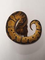 Python regius yellowbelly clown, Animaux & Accessoires, Reptiles & Amphibiens