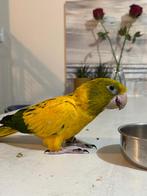 Guarouba guarouba (conure dorée) Elevé main, Animaux & Accessoires, Oiseaux | Perruches & Perroquets, Mâle, Perroquet, Bagué