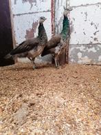 pauwen, Dieren en Toebehoren