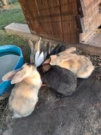 Konijnen, Dieren en Toebehoren