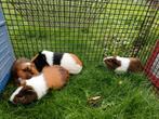 drie cavia's, Dieren en Toebehoren, Knaagdieren, April, Cavia