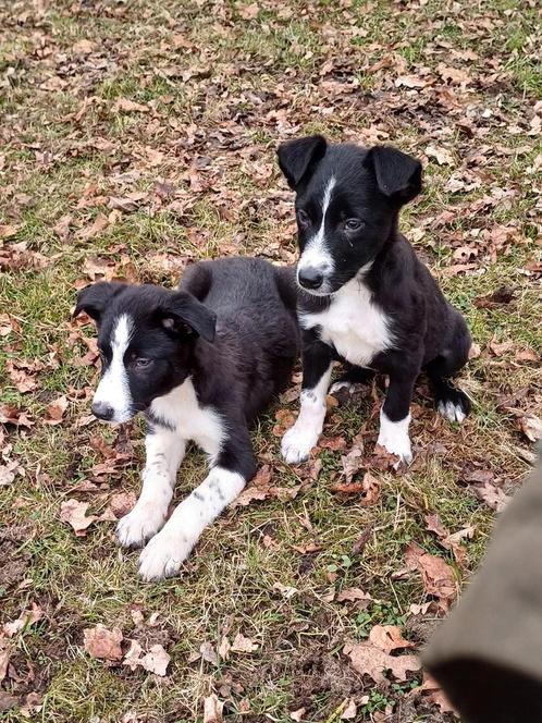 Border collie pups ouders dna getest, Dieren en Toebehoren, Honden | Herdershonden en Veedrijvers, Meerdere dieren, Collie, Fokker | Hobbymatig