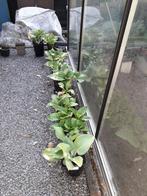 Mooie jonge hosta's, Ophalen, Zomer