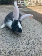 Duitse reus, Dieren en Toebehoren, Mannelijk, Groot, 0 tot 2 jaar