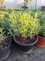 Lavendel hidcote, Tuin en Terras, Volle zon, Vaste plant, Zomer, Ophalen