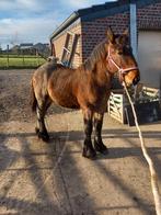 Poulain trait, Dieren en Toebehoren, Paarden, Minder dan 160 cm, Niet van toepassing, 0 tot 2 jaar, Hengst