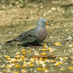 Te koop: Peru duifje – Doffer (2025), Dieren en Toebehoren, Vogels | Overige Vogels, Mannelijk, Geringd