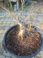 Acer Buergerianum bonsai mooie wortelvoet,  gezonde boom, Tuin en Terras, Ophalen