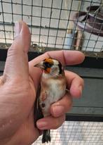 Des très beaux chardonneret de cette année, Dieren en Toebehoren