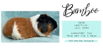 Cavia trio ter adoptie beschikbaar voor biedingen