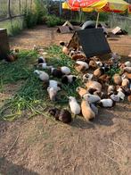 Cavia’s