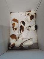 Cavia zeugjes, Dieren en Toebehoren, Knaagdieren, Vrouwelijk, Cavia