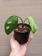 Monstera esqueleto, Enlèvement ou Envoi