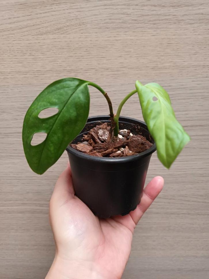 Monstera esqueleto, Maison & Meubles, Plantes d'intérieur, Enlèvement ou Envoi