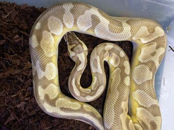 Pastel Enchi lesser 100% het clown ball python beschikbaar voor biedingen
