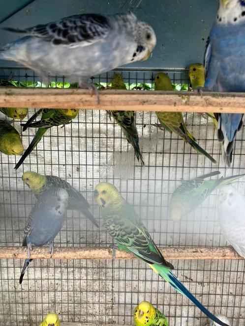 GEMENGDE KLEUREN GRASPARKIETEN VANAF 15 EURO/KOPPEL, Dieren en Toebehoren, Vogels | Parkieten en Papegaaien, Parkiet, Meerdere dieren