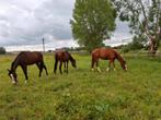 3 jarige allrounder, Dieren en Toebehoren, Paarden, Hengst, 160 tot 165 cm, 3 tot 6 jaar