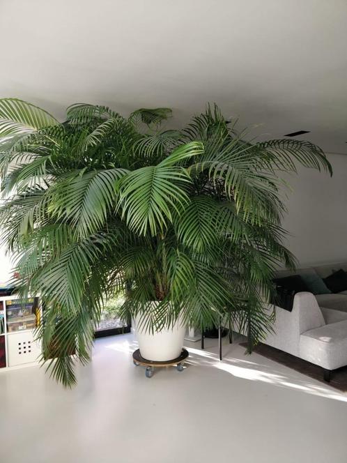 Grote palm plant, Tuin en Terras, Planten | Tuinplanten, Vaste plant, Overige soorten, Ophalen