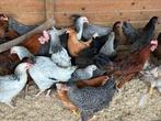 Legkippen verschillde kleuren, Dieren en Toebehoren, Pluimvee