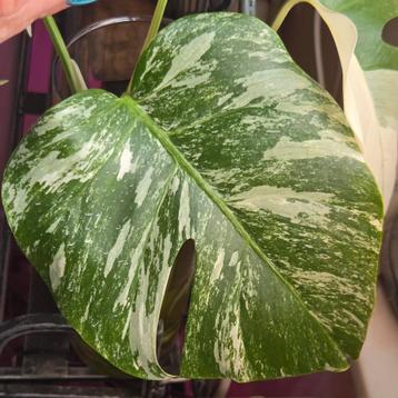 Monstera albo variegata  beschikbaar voor biedingen