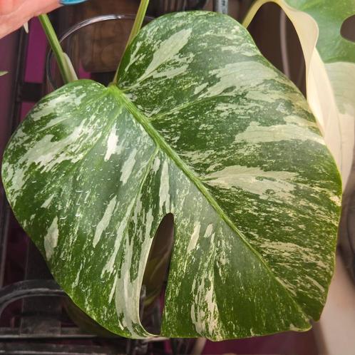 Monstera albo variegata, Huis en Inrichting, Kamerplanten, Ophalen of Verzenden