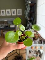 Baby pannenkoekenplant, Huis en Inrichting, Kamerplanten, Overige soorten, In pot, Minder dan 100 cm, Groene kamerplant