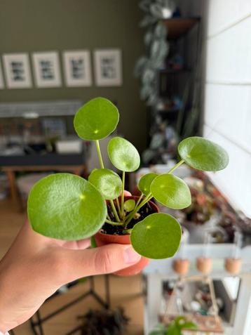 Baby pannenkoekenplant beschikbaar voor biedingen