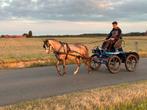 Welsh B pony - Kinderpony - Menpony - Dubbelspan - Tweespan, Dieren en Toebehoren, Gechipt, Ruin, Niet van toepassing, B pony (1.17m tot 1.27m)