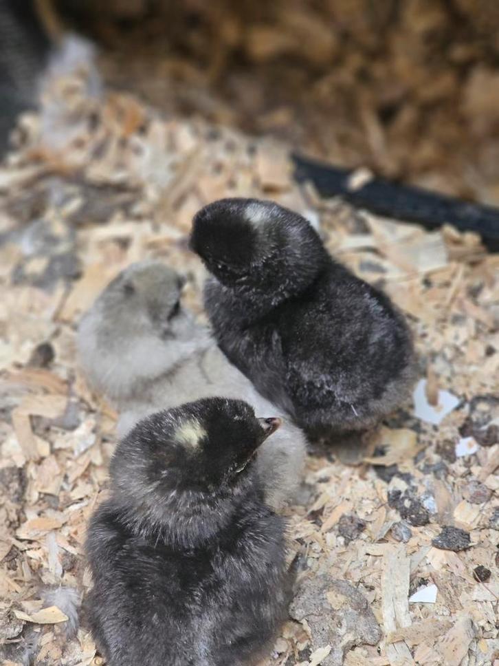 Broedeieren, Dieren en Toebehoren, Pluimvee