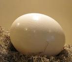 Stuisvogel eieren ! Emoe eieren !, Hobby en Vrije tijd, Ophalen of Verzenden