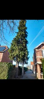 Brandhout, Tuin en Terras, Brandhout, Ophalen