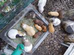 Cavia's, Dieren en Toebehoren, Knaagdieren, Meerdere dieren, Cavia