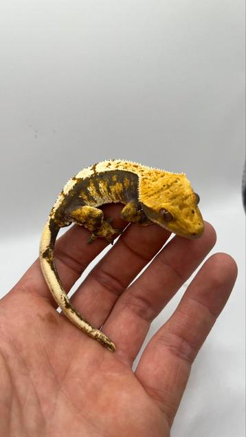 Gecko a crete beschikbaar voor biedingen