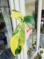 Philodendron violin variegata (groot blad) geworteld, Autres espèces, Plante à fleurs, Enlèvement, 200 cm ou plus