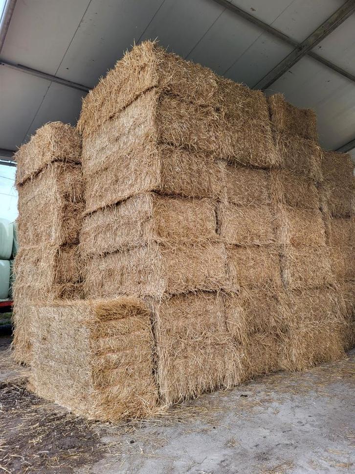 Tarwe stro en voordroog hooi, Dieren en Toebehoren, Paarden