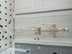 Anatomisch skelet, Ophalen