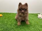 Dwergkeeshond pups, Dieren en Toebehoren, België, Keeshond, 8 tot 15 weken, CDV (hondenziekte)