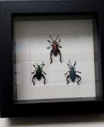 Trio coléoptère de couleurs., Collections, Collections Animaux, Insecte, Animal empaillé, Enlèvement ou Envoi, Neuf