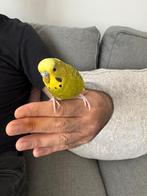 Tamme grasparkiet, Dieren en Toebehoren, Vogels | Parkieten en Papegaaien, Mannelijk, Parkiet, Tam